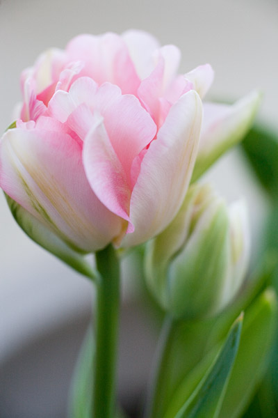 2007-04-01MountainView-8926