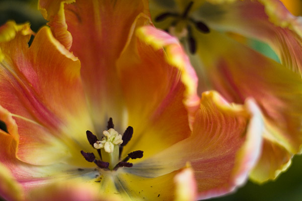 2007-04-01MountainView-8930