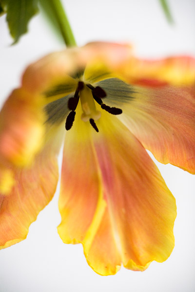 2007-04-01MountainView-8937