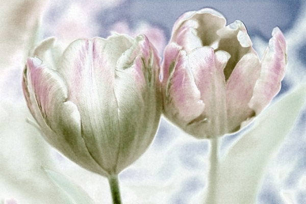 2007-04-01MountainView-8946