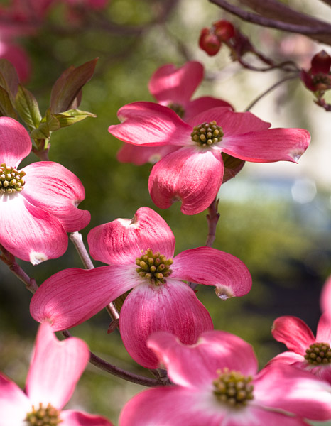 2007-04-01MountainView-9011