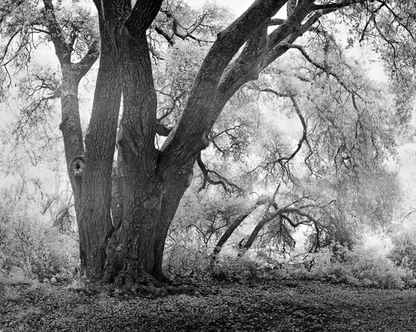 2007-04-14-Sunol-8534P