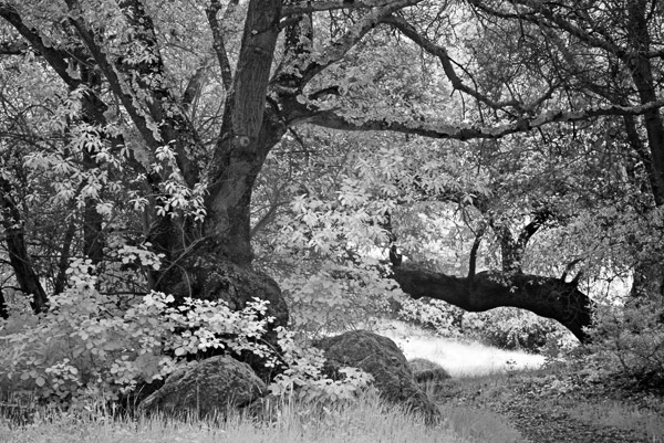 2007-04-14-Sunol-8593