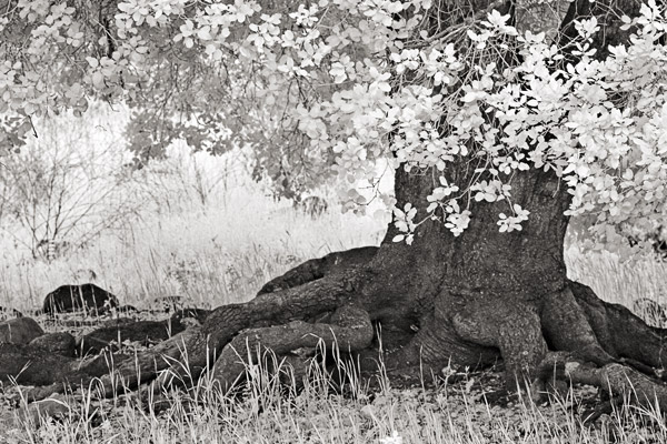 2007-04-25-Sunol-8633