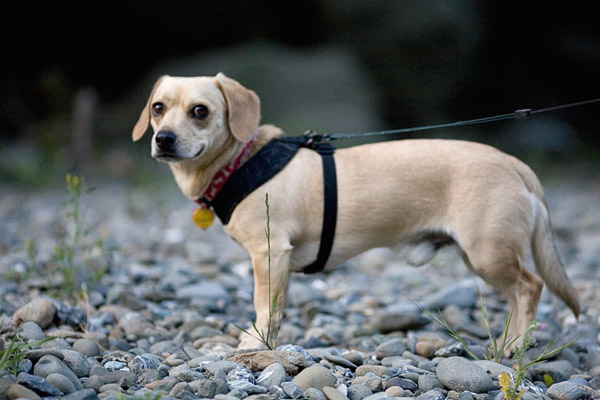 2007-04-29-Sunol-9245