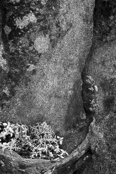 2007-05-05-Point-Lobos_MG_8720