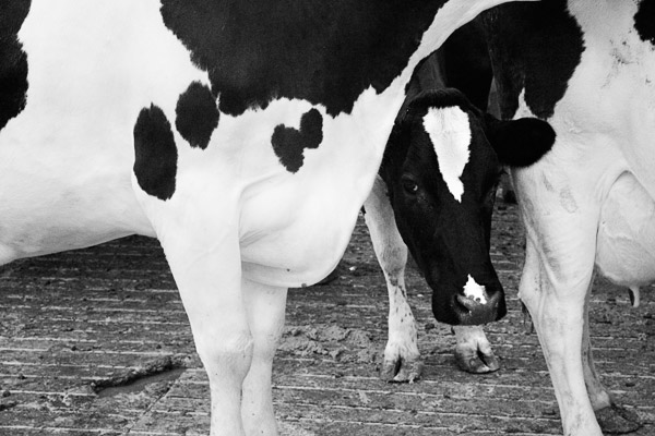 2007-06-02-Pt-Reyes-0634