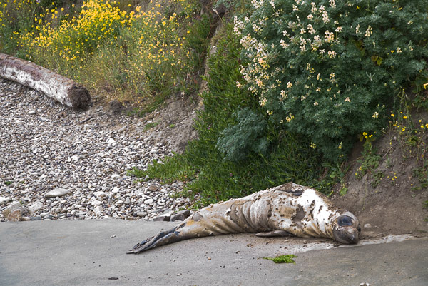 2007-06-02-Pt-Reyes-9573