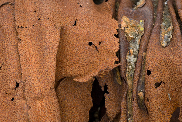 2007-06-02-Pt-Reyes-9768