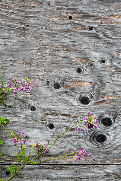 2007-06-02-Pt-Reyes-9789