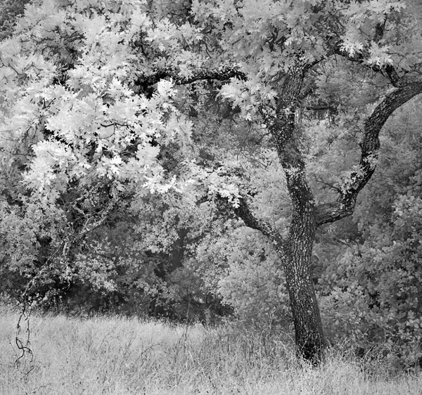 2007-06-05-Sunol-0670
