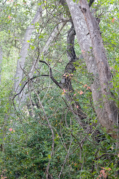 2007-07-26-Sunol-0691