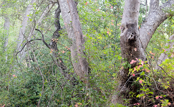 2007-07-26-Sunol-0691P