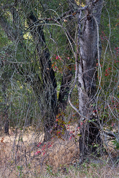 2007-08-20-Sunol-1134