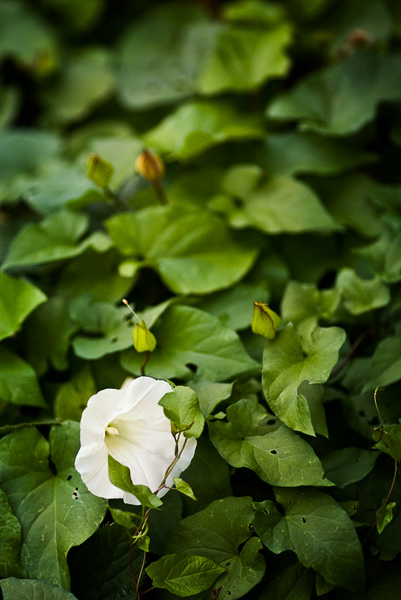 2007-08-31-Seattle-1908