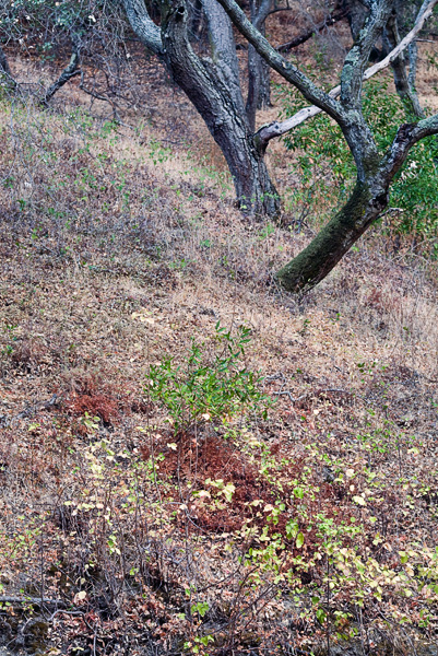 2007-09-17-Sunol-2100