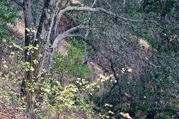 2007-09-17-Sunol-2102