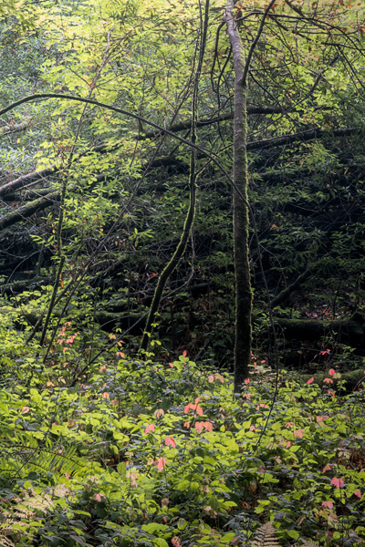 2007-10-18-Pt-Reyes-2251