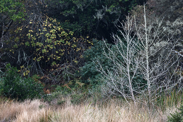 2007-10-18-Pt-Reyes-2259