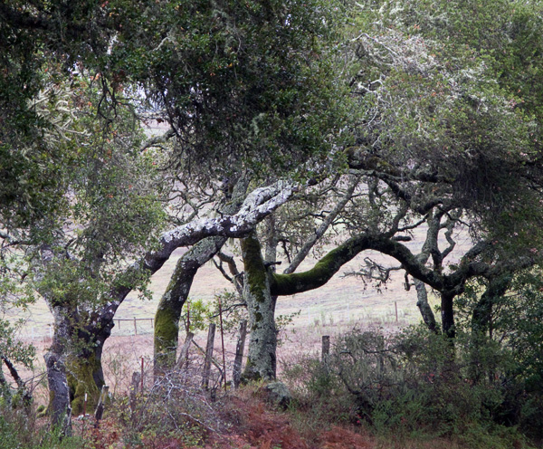 2007-10-19-Pt-Reyes-0153_original