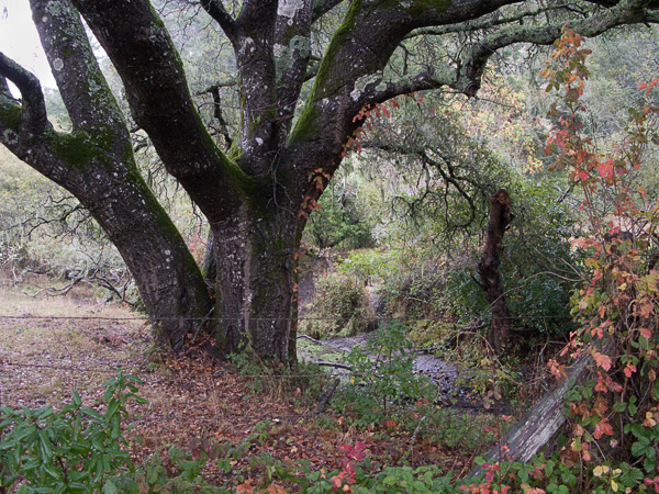 2007-10-19-Pt-Reyes-0173