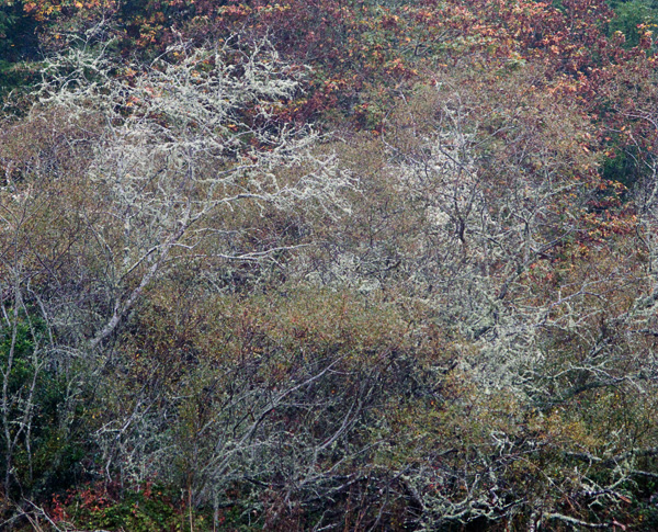 2007-10-19-Pt-Reyes-0185