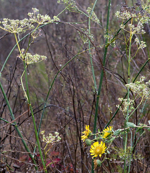 2007-10-19-Pt-Reyes-0193_original