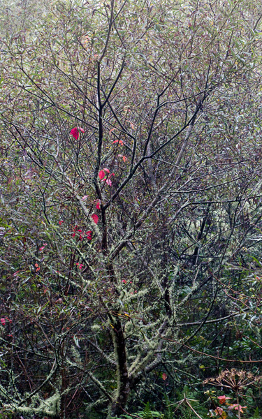 2007-10-19-Pt-Reyes-0209