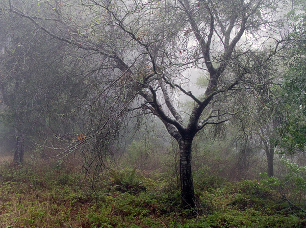 2007-10-19-Pt-Reyes-0216