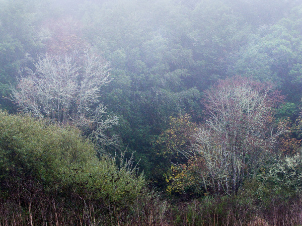 2007-10-19-Pt-Reyes-0234