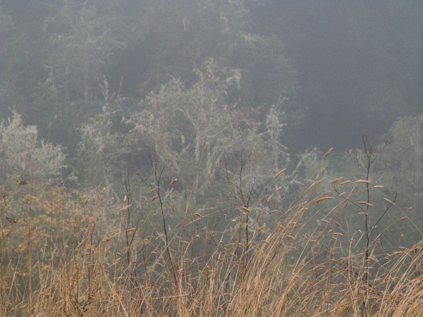 2007-10-19-Pt-Reyes-0235