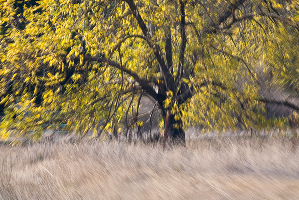 2007-12-02-Uvas-Canyon-2637
