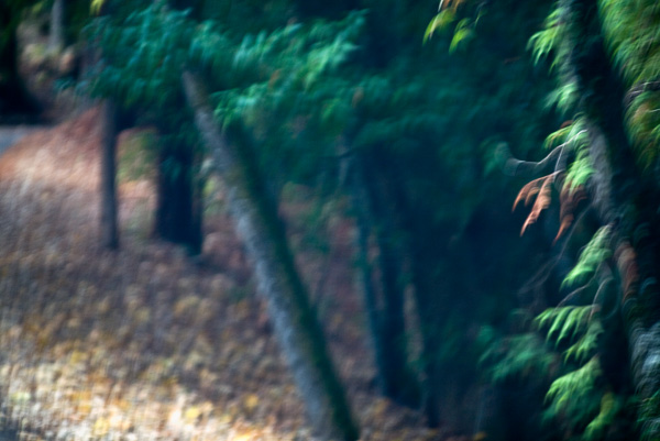 2007-12-02-Uvas-Canyon-2780