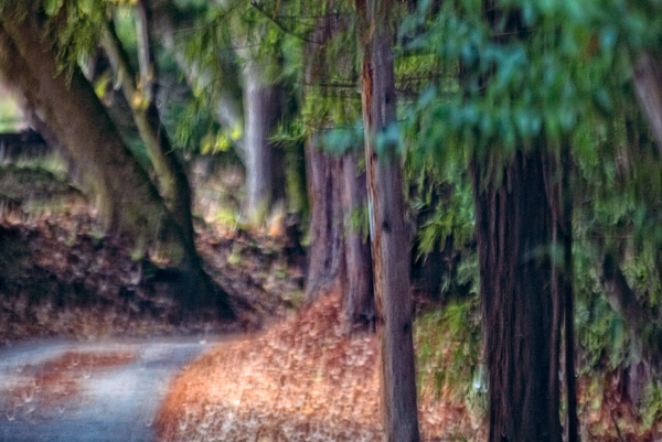 2007-12-02-Uvas-Canyon-2781