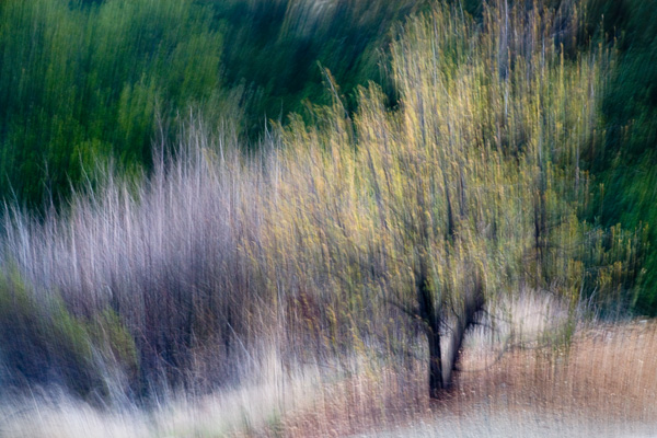 2007-12-02-Uvas-Canyon-3008