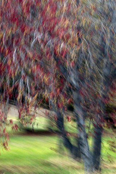 2007-12-02-Uvas-Canyon-3045-2