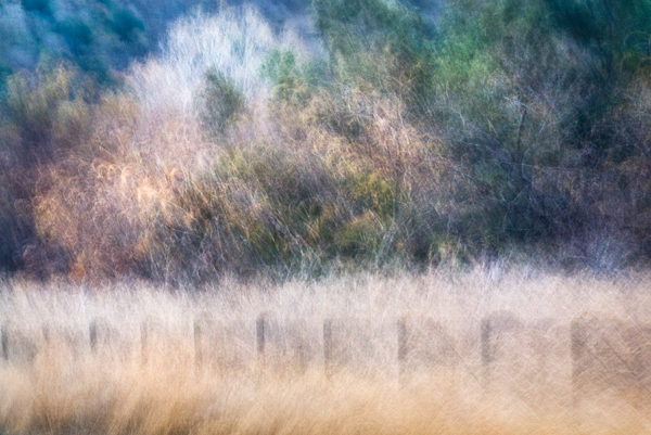 2007-12-16-Uvas-Canyon-3178