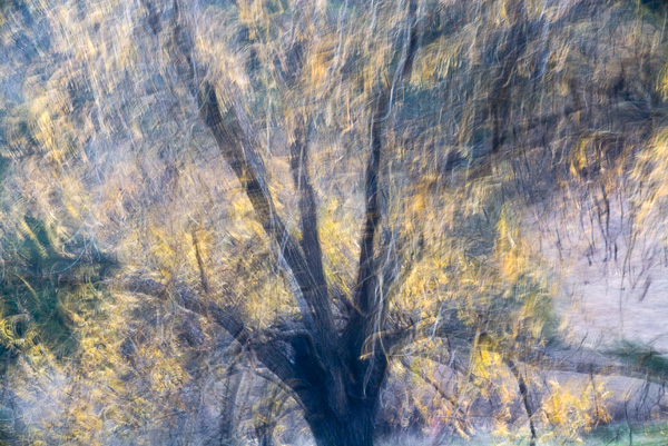 2007-12-16-Uvas-Canyon-3185