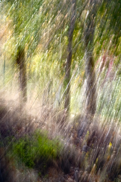 2007-12-16-Uvas-Canyon-3317