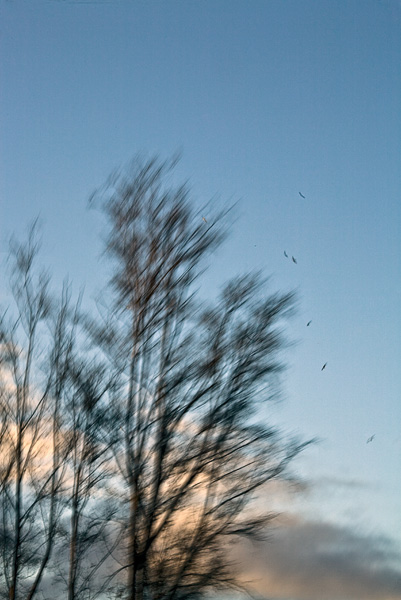 2007-12-16-Uvas-Canyon-3485