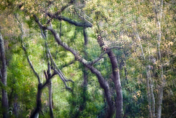 2008-01-20-Sunol-4836