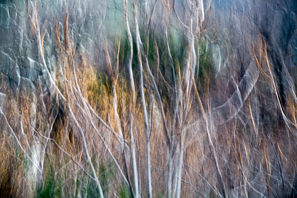 2008-01-28-Sunol-5032