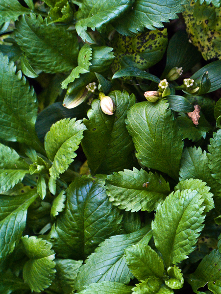 2008-02-18-Misck-0699