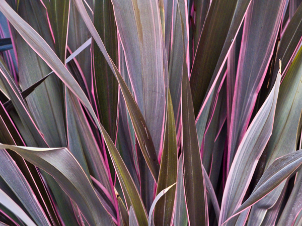 2008-02-18-Misck-0720