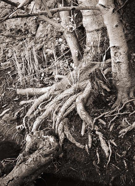 2008-04-12-Misc-2652