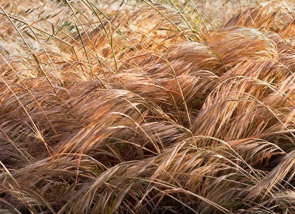 2008-04-15-Misc-1763a