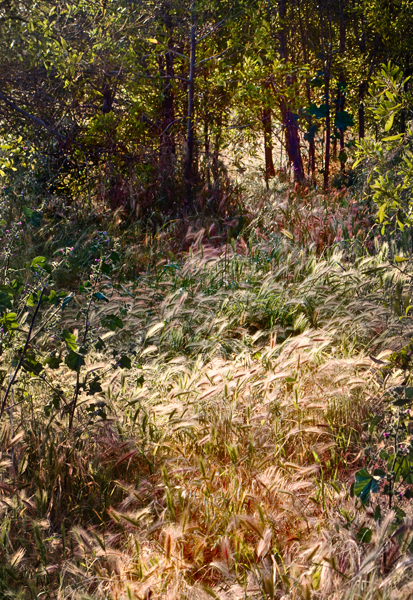 2008-04-15-Misc-1770