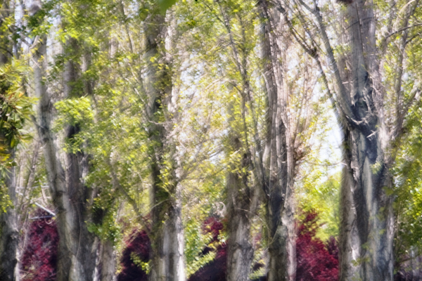 2008-04-19-Fremont-6223