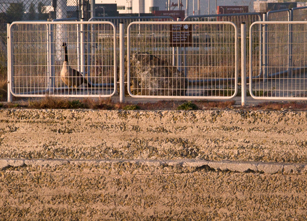 2008-05-02-NitePhoto-1821