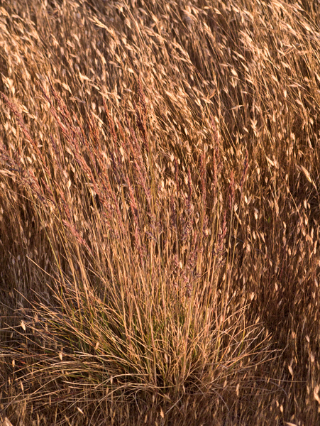 2008-05-02-NitePhoto-1823